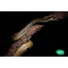 Anaconda Verde - Eunectes Murinus
